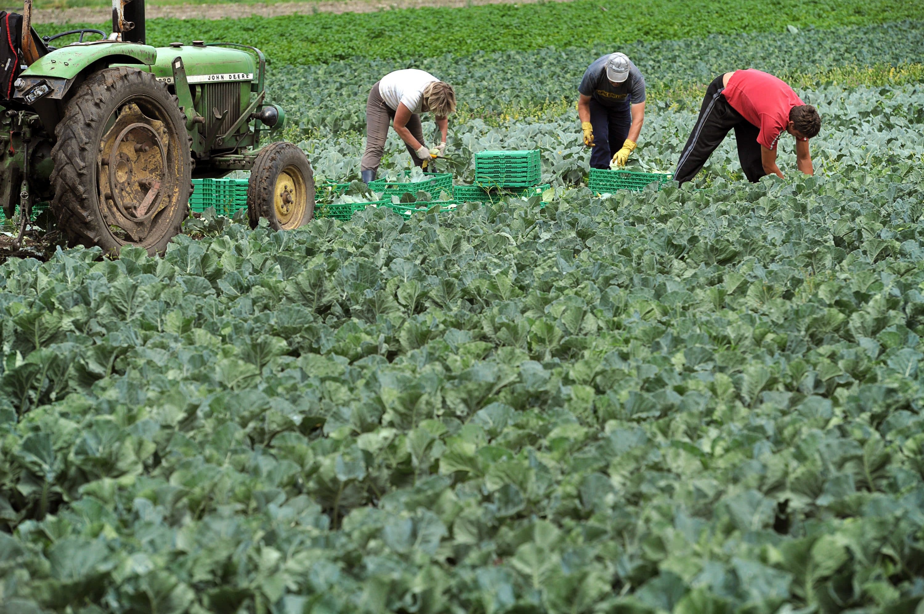Agricultura familiar