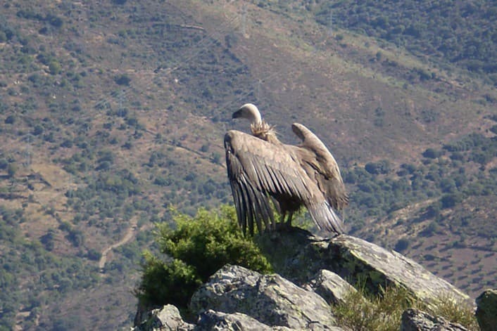 Parque Natural do Douro Internacional - grifo