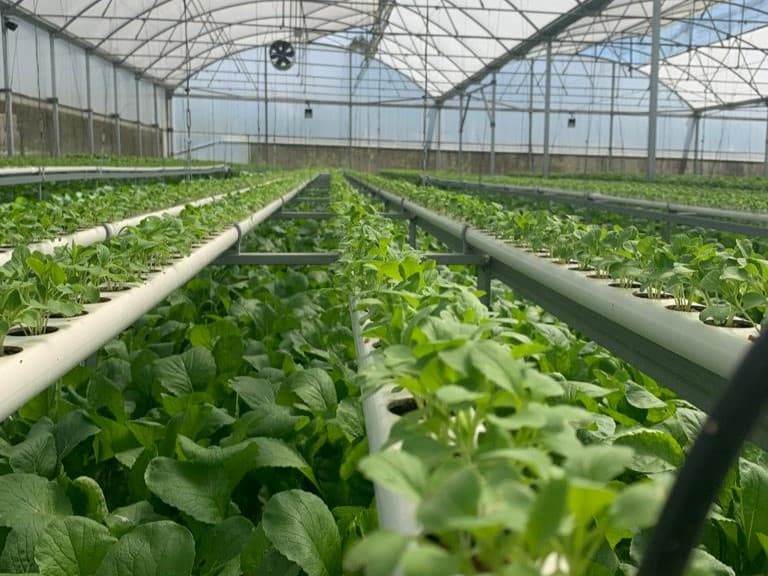 Estufa agrícola