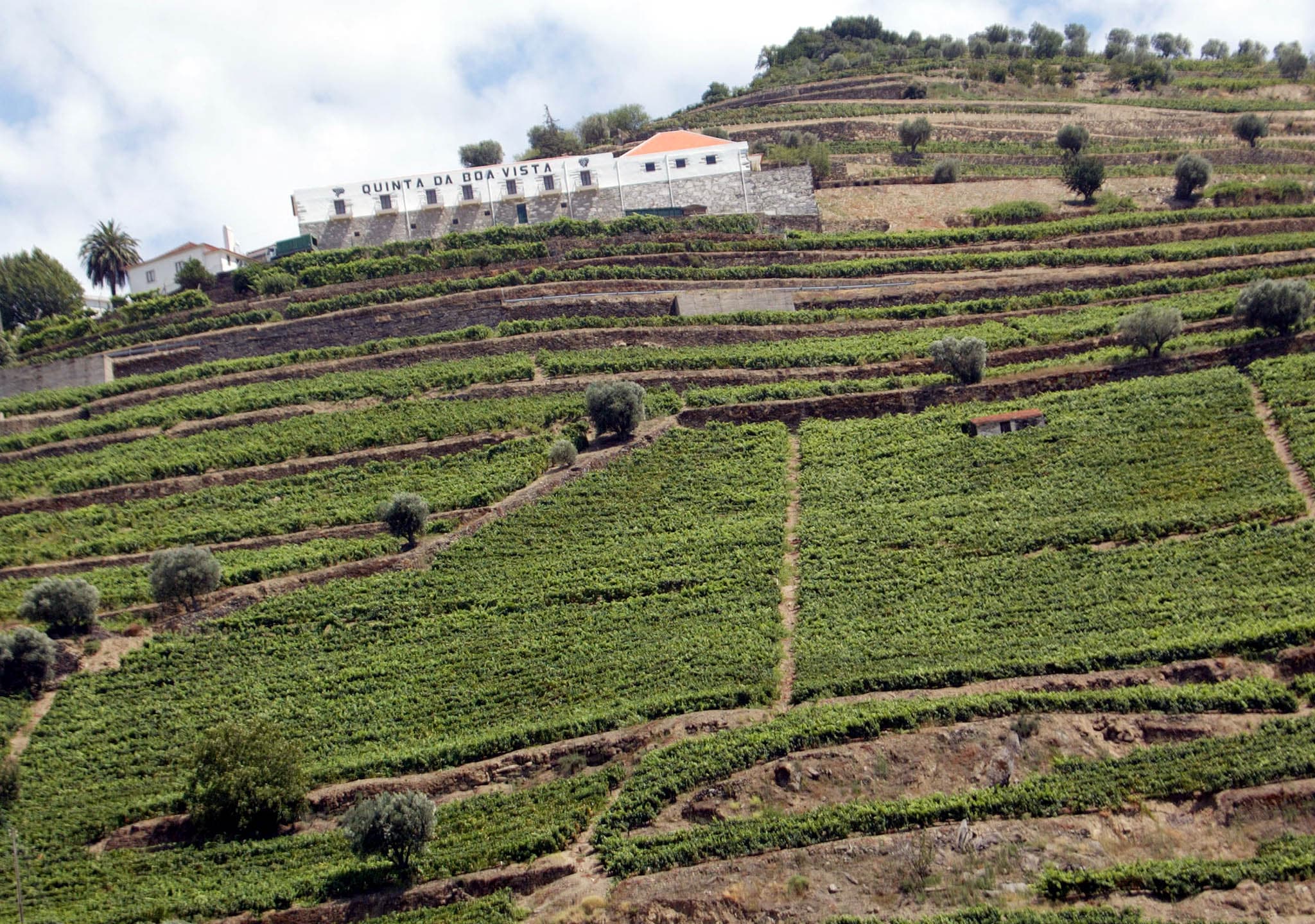 Quinta de produção de vinho do Porto, Régua (Tiago Petinga/Lusa)